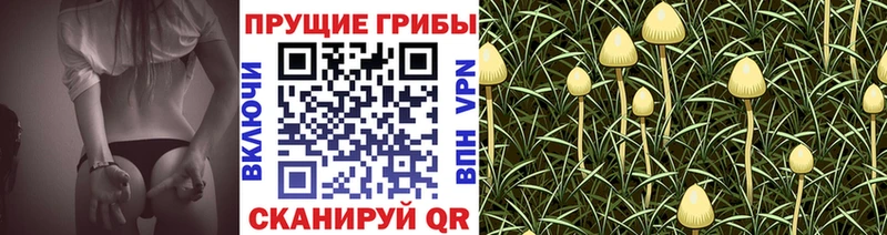 KRAKEN ссылки  Кудрово  Галлюциногенные грибы GOLDEN TEACHER 